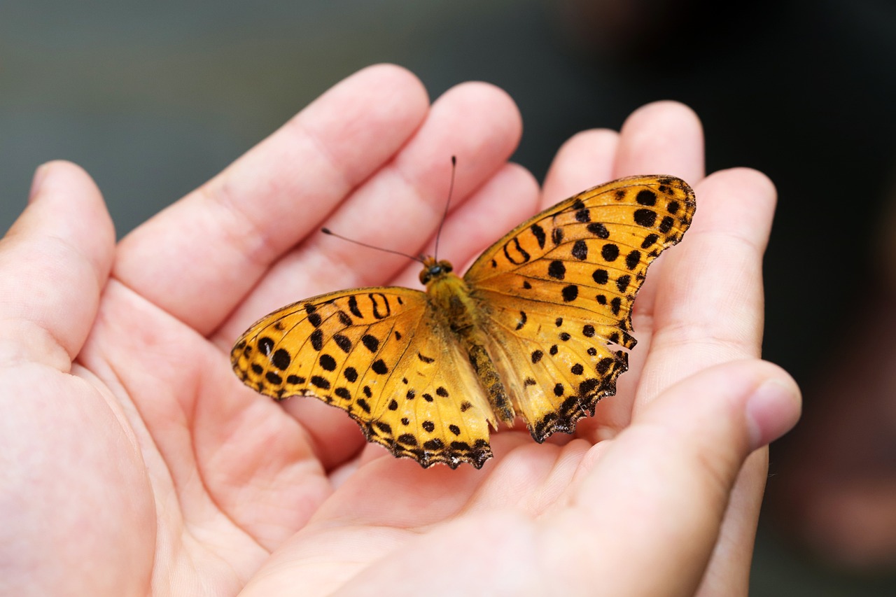 ¿Qué insectos se comen los gatos?