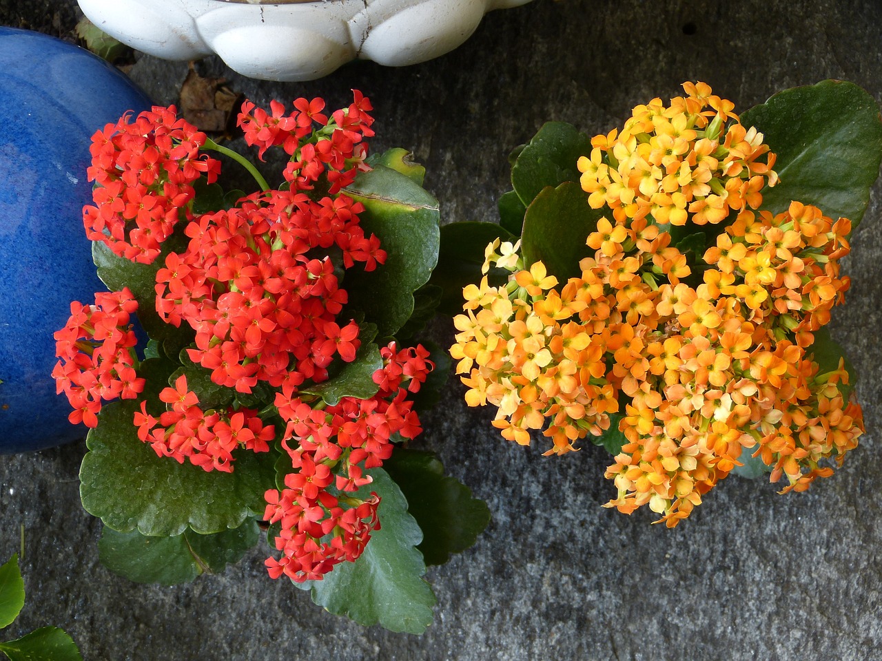 ¿Cómo se cuida la flor de kalanchoe?