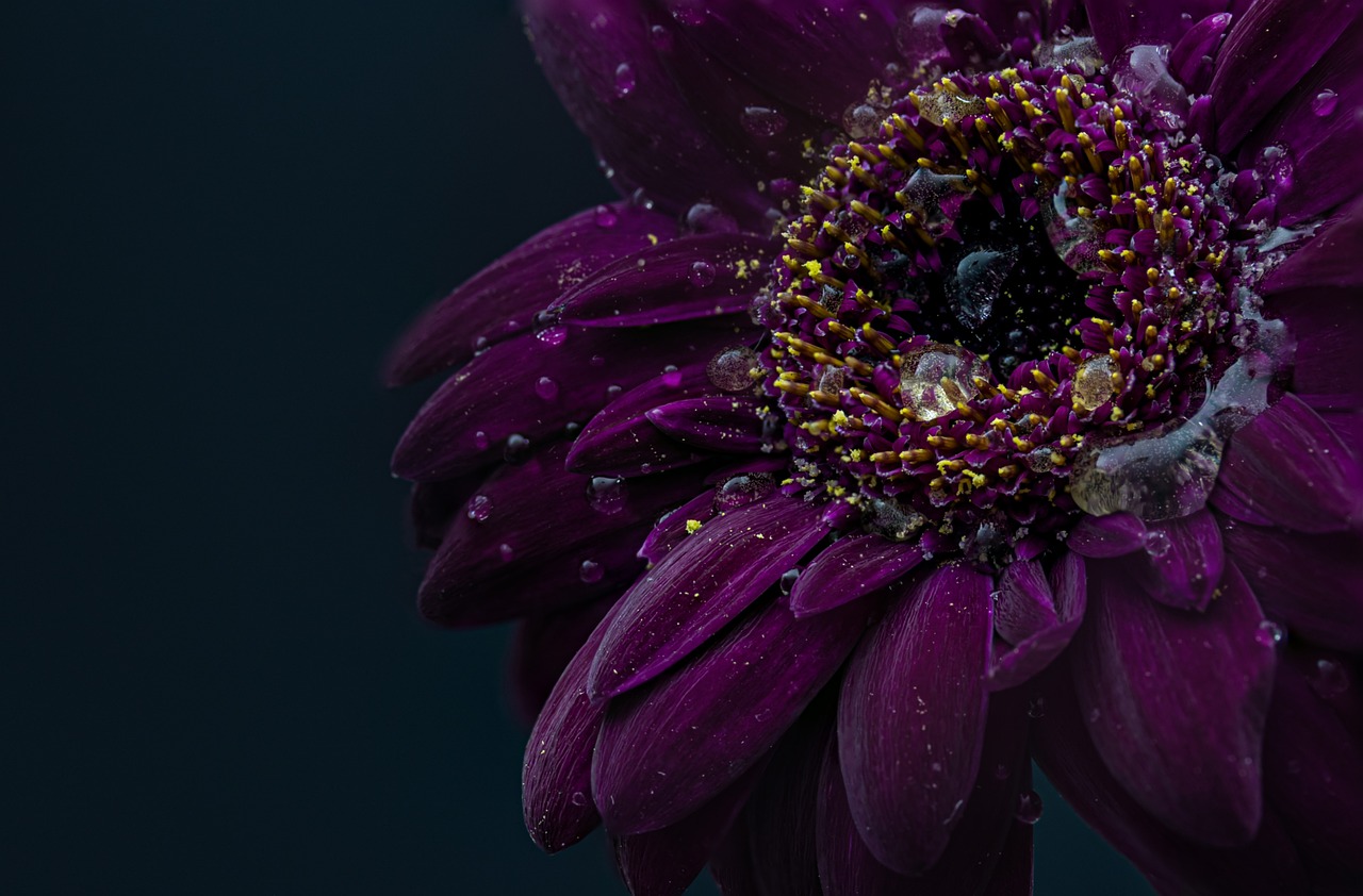 ¿Cómo se cuida la planta de violeta?