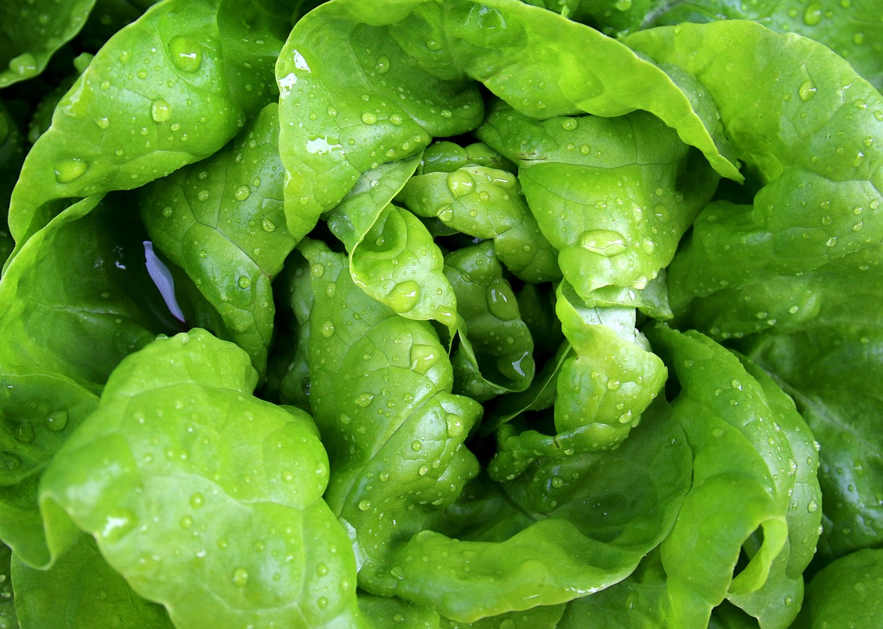 ¿Cómo se llaman los tipos de lechuga?