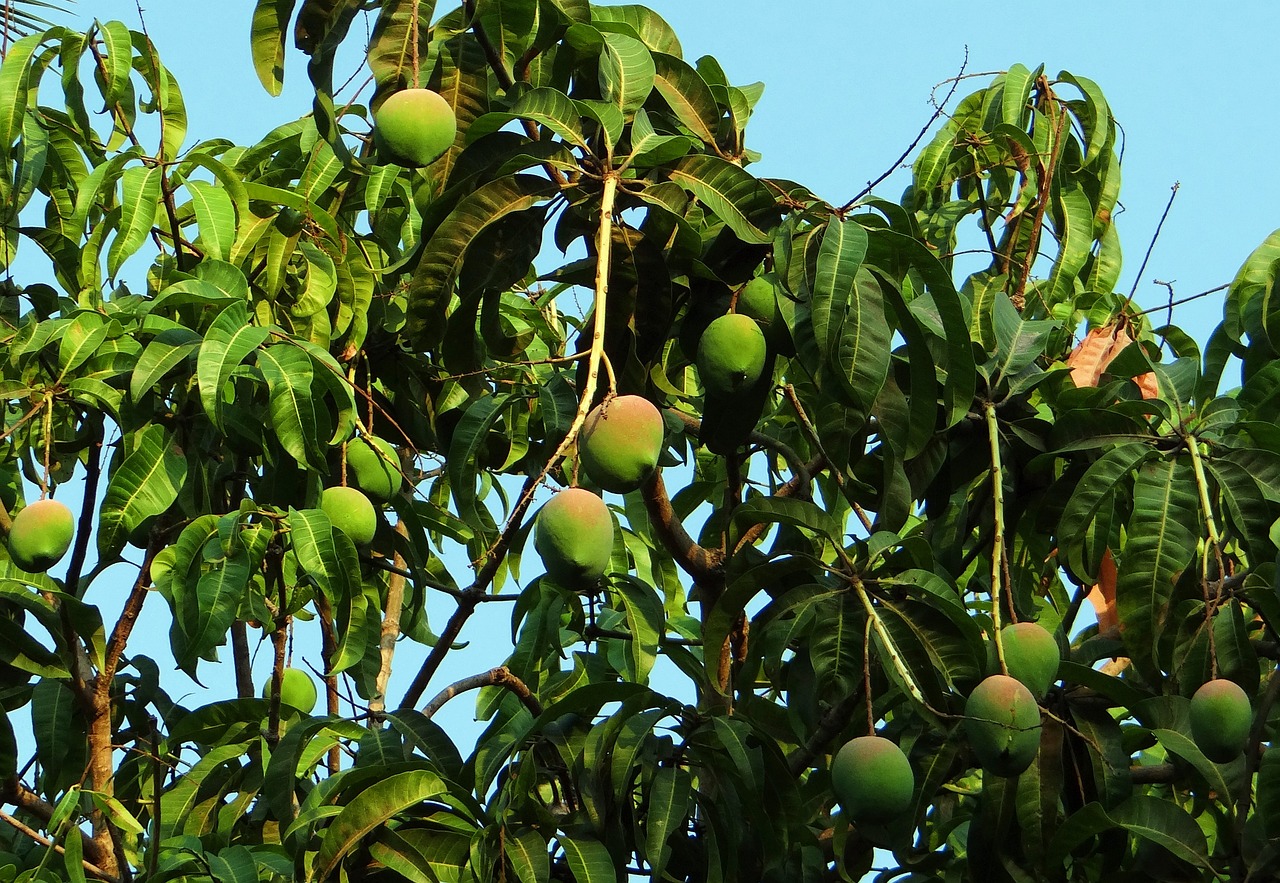 ¿Cuál es el mango rosa?