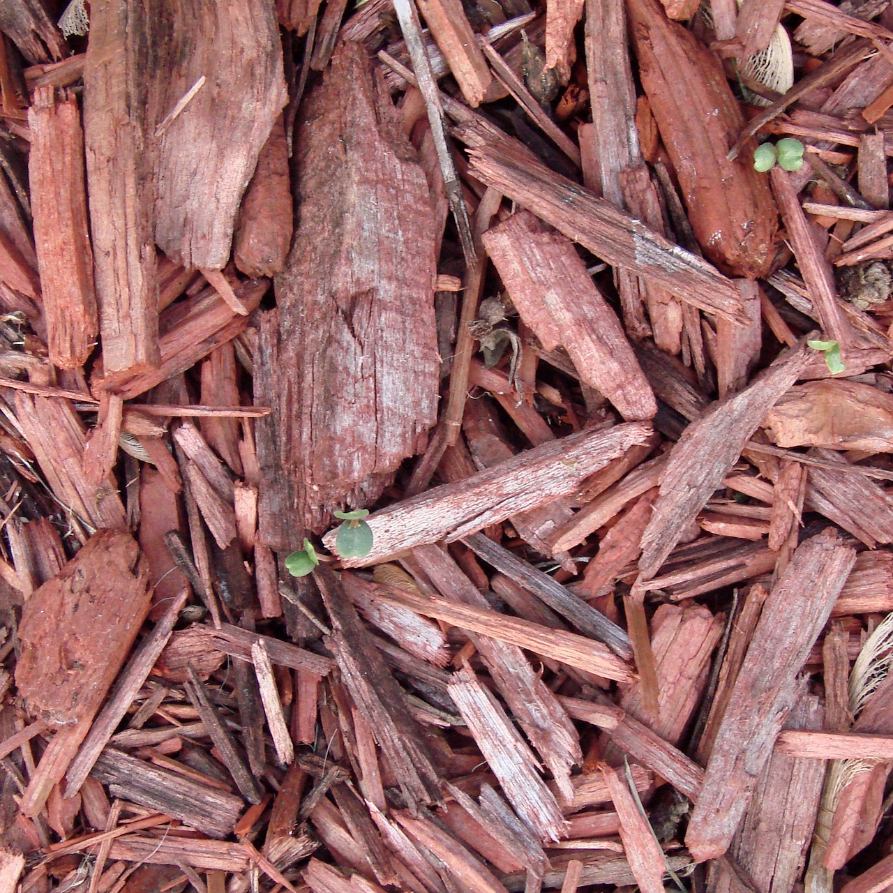 ¿Cuándo es el mejor momento para trasplantar una planta?
