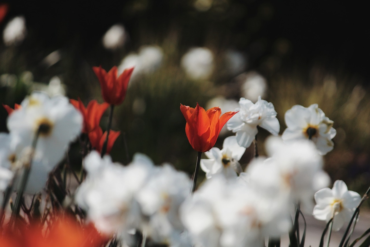¿Cuántos tipos de narcisos hay?