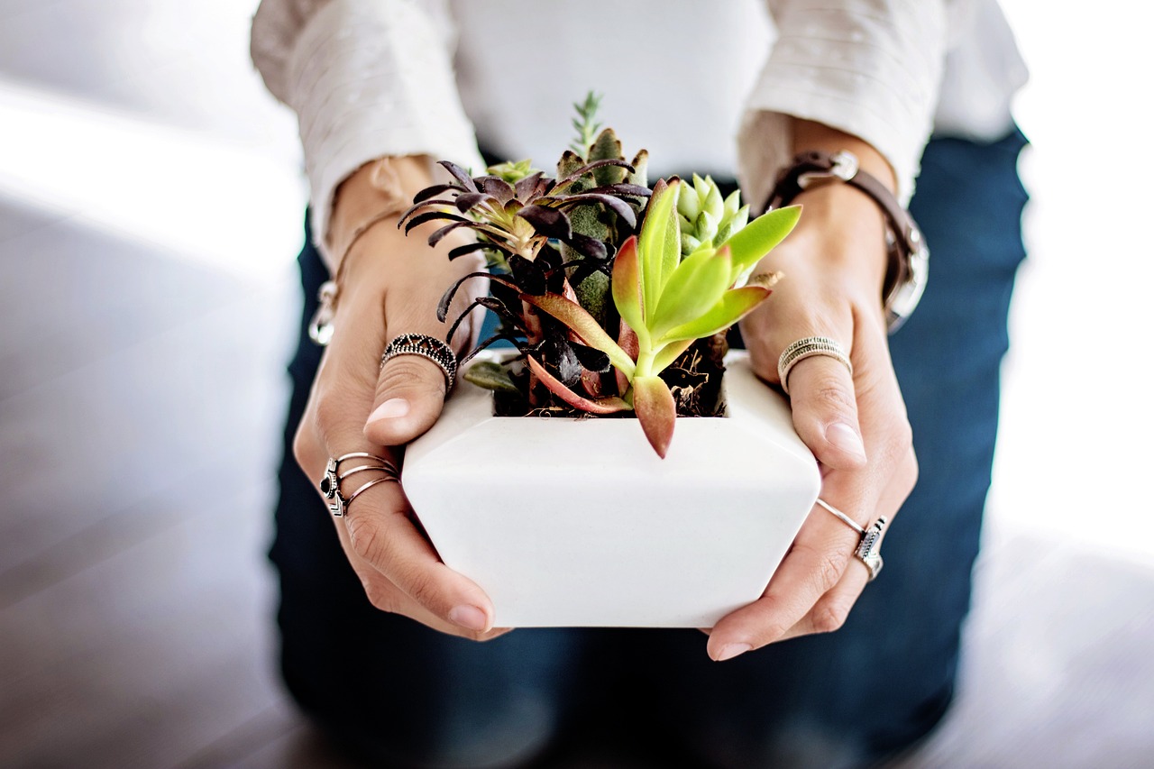 ¿Qué plantas puedo poner en una maceta?