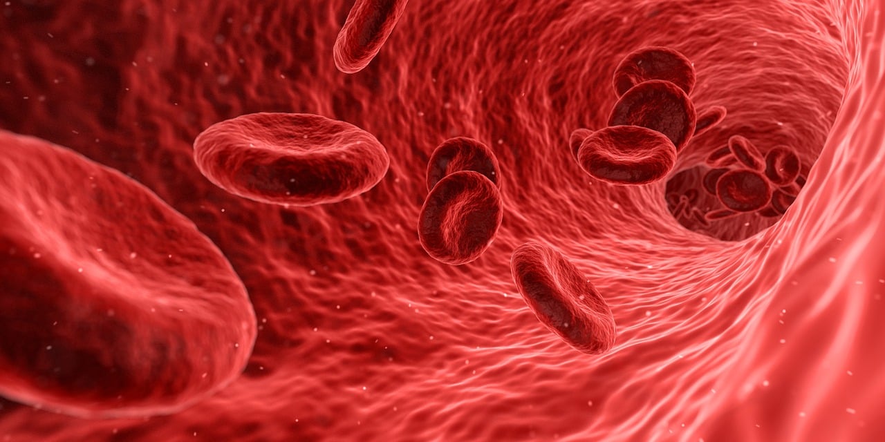 ¿Qué son las setas en microbiologia?