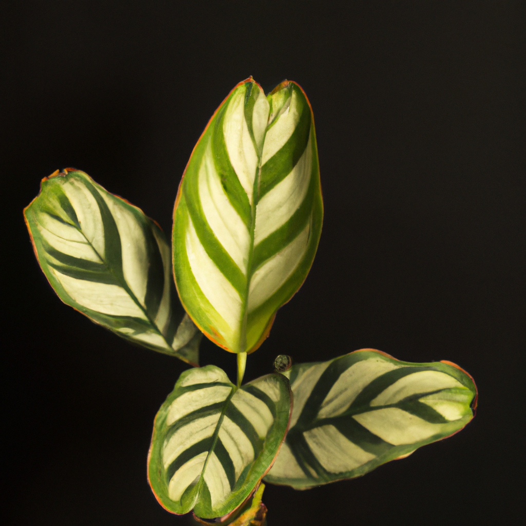 ¿Cómo cuidar una calathea Makoyana?