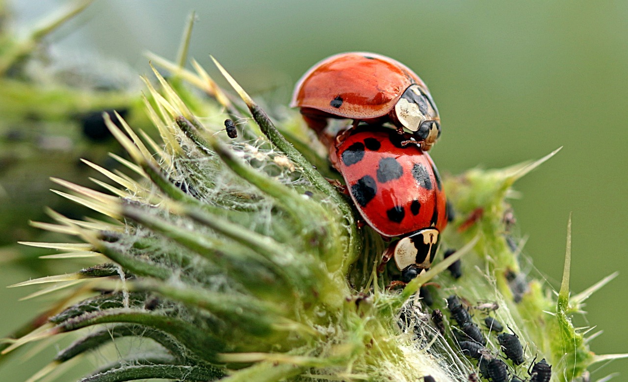 ¿Cómo eliminar los pulgones de las plantas de manera natural?