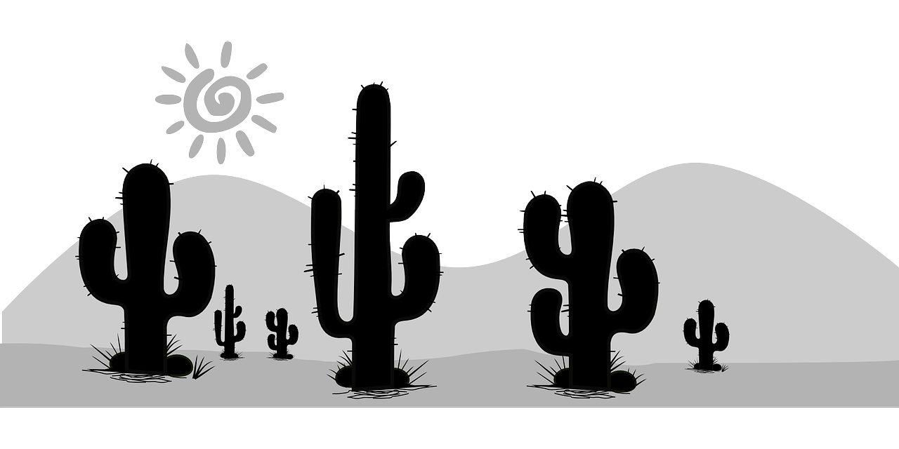 ¿Cuál es la mejor maceta para un cactus?