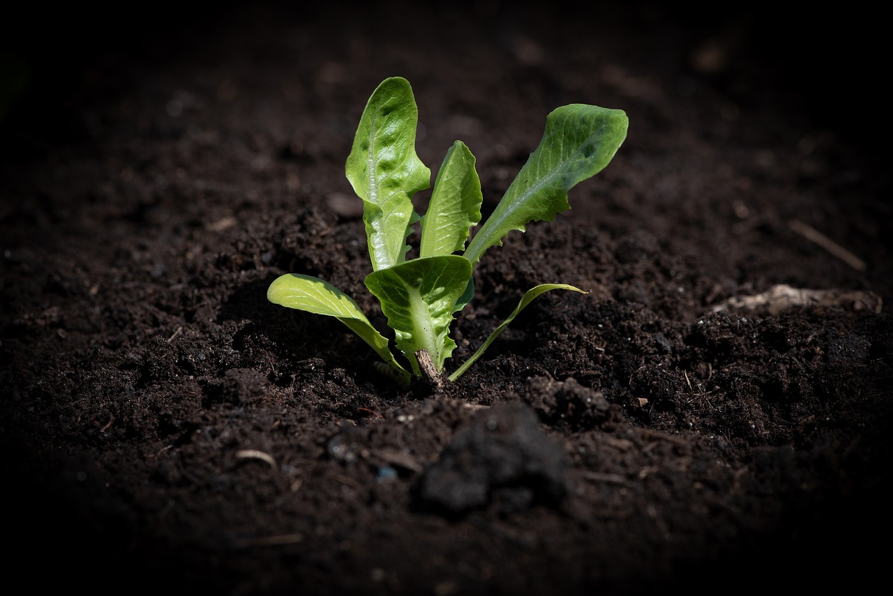 ¿Qué cultivar en un huerto pequeño?