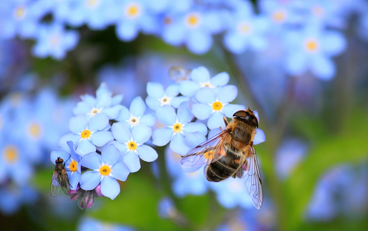 ¿Cómo eliminar los insectos de las plantas?