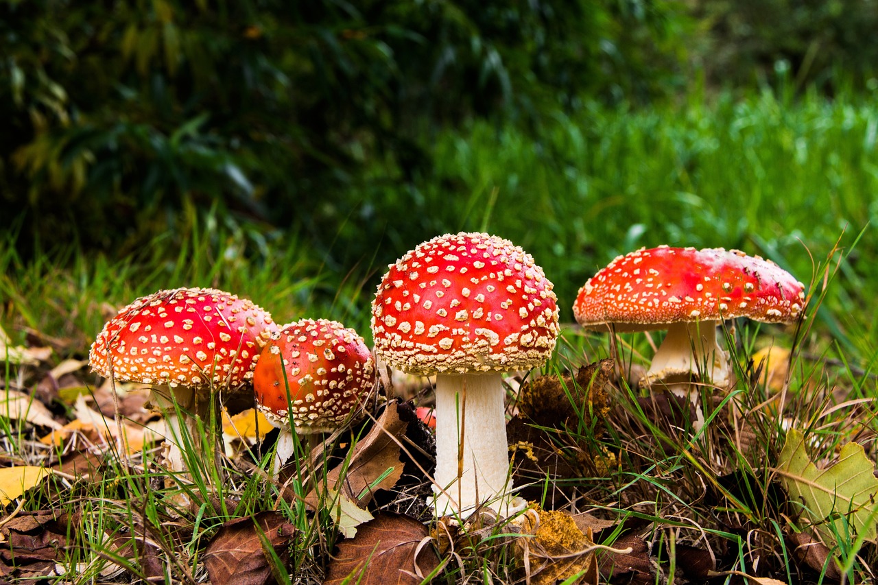 ¿Cuáles son los hongos más comunes en las plantas?