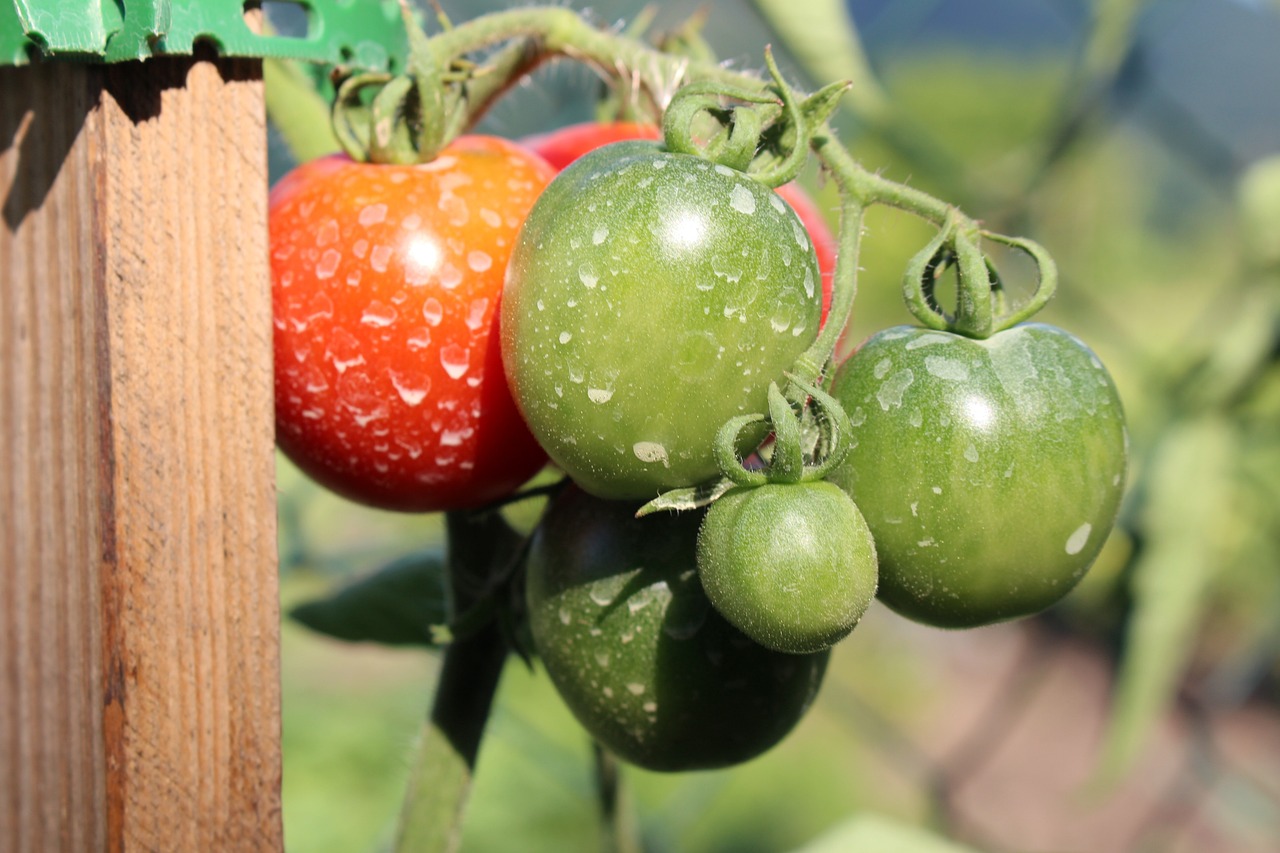 ¿Qué insecticida es bueno para el pulgón?