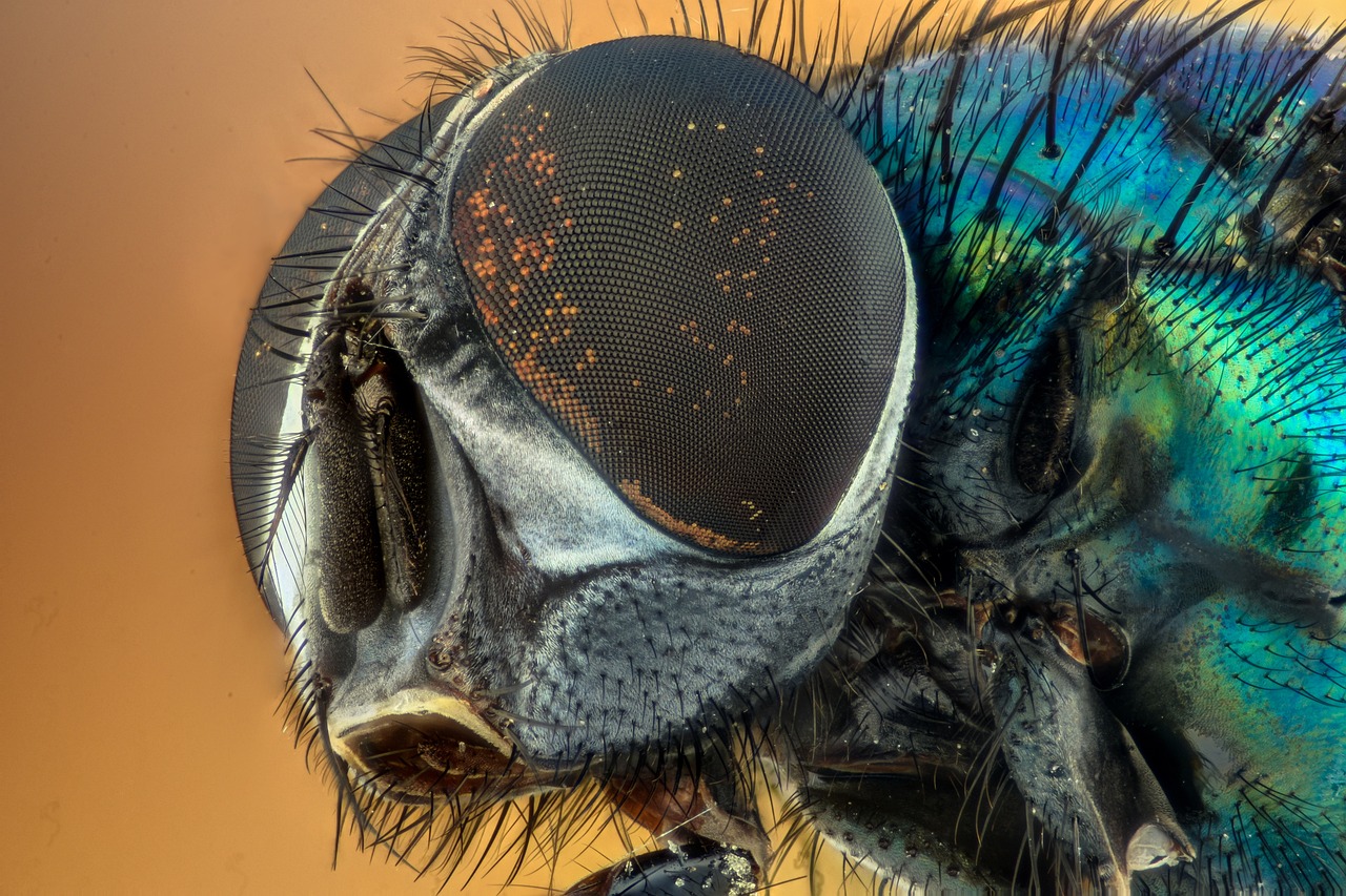 ¿Qué insectos hay en las plantas?