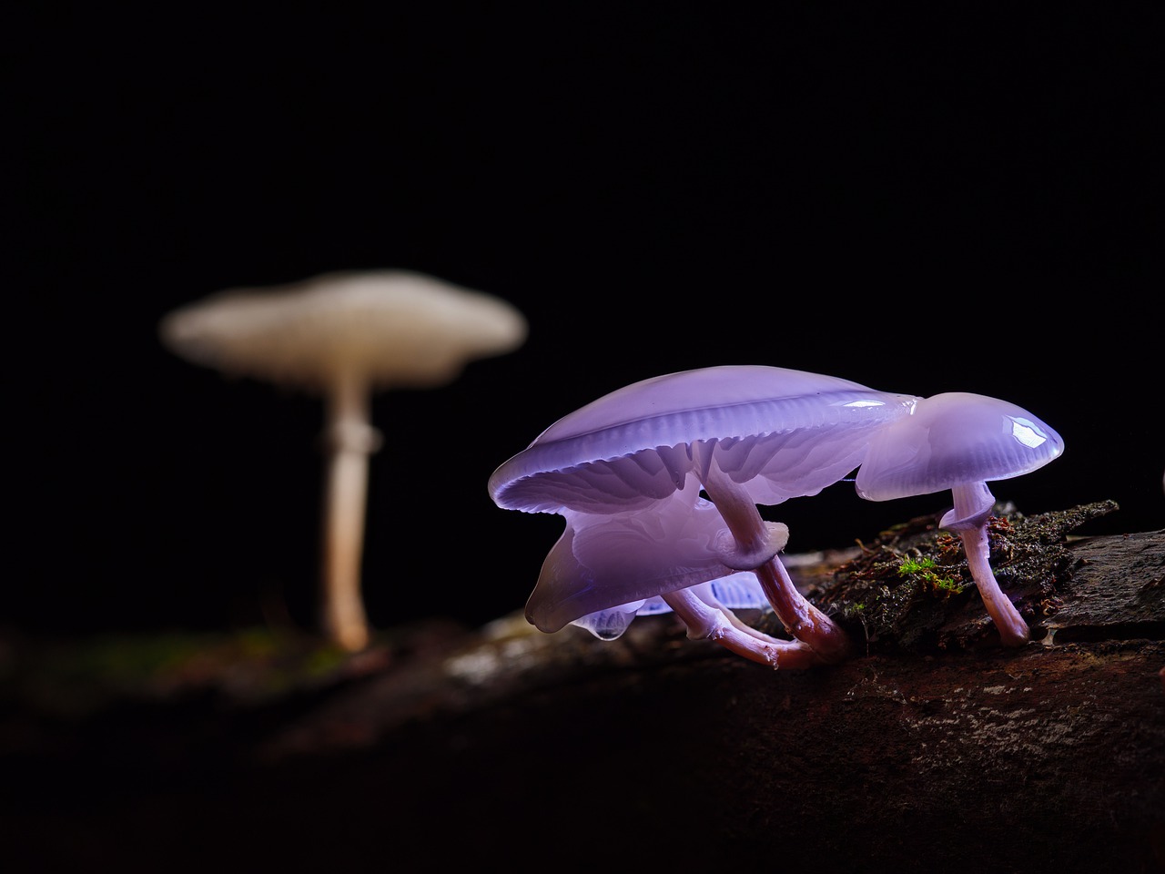 ¿Qué relación tienen los hongos y las plantas?