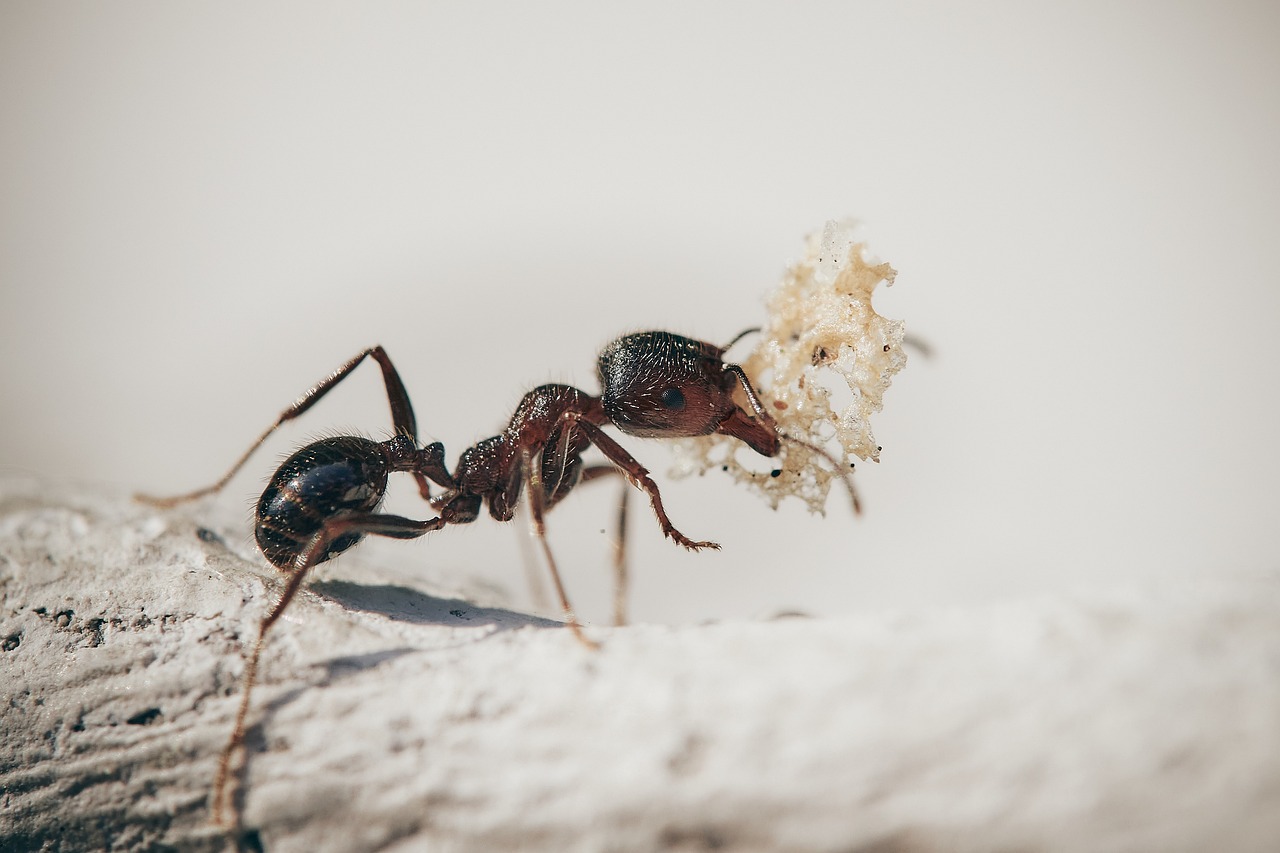 ¿Qué significa tener hormigas en mi jardín?