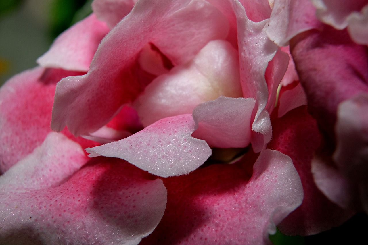 ¿Cómo cuidar una gloxinia en maceta?