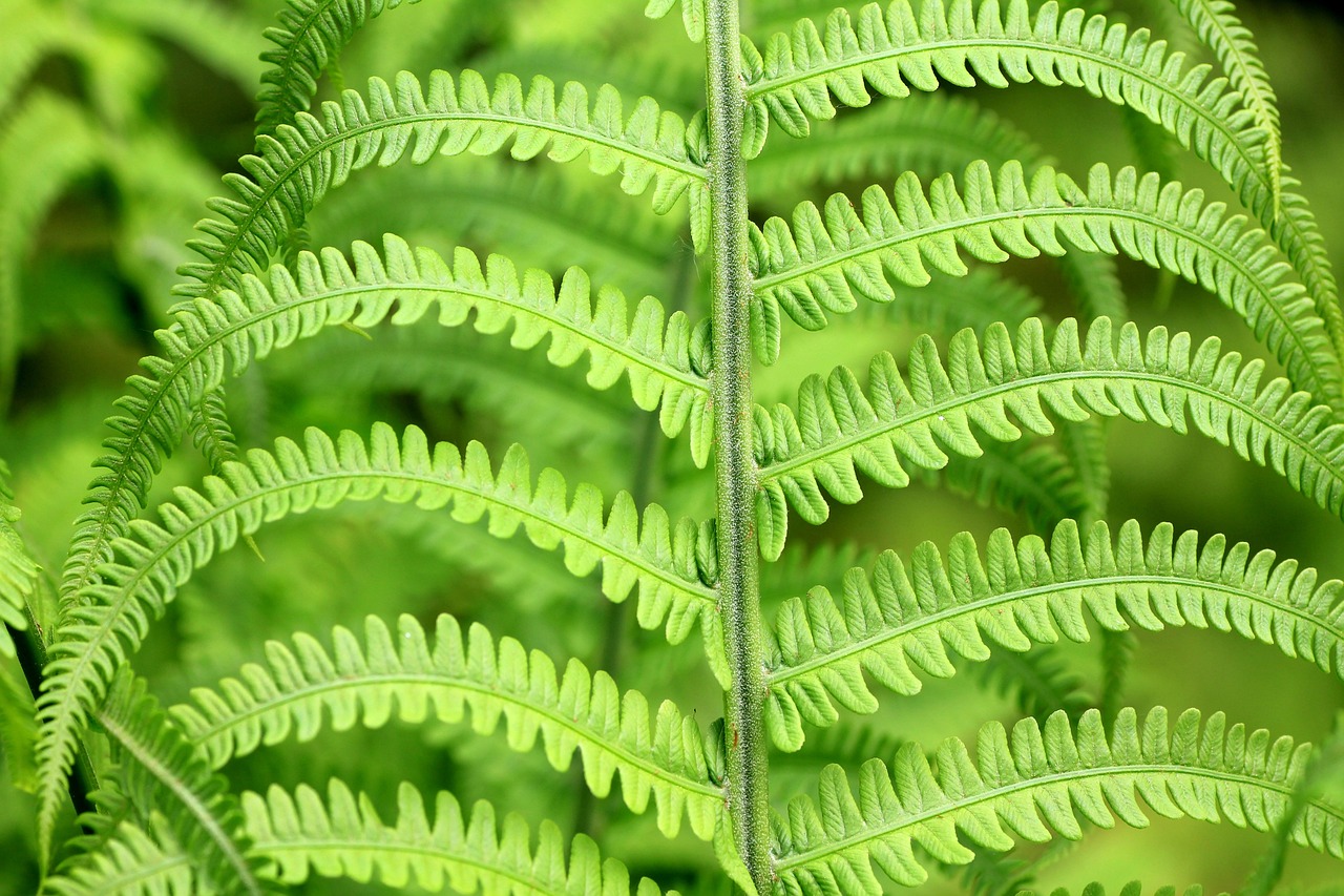 ¿Cómo cultivar helechos en agua?