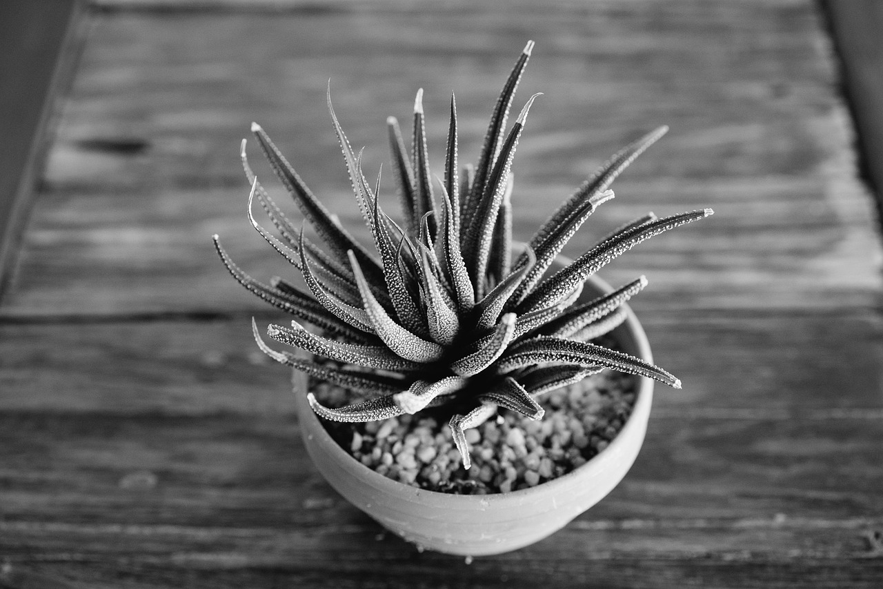 ¿Cómo se cuida la Haworthia?
