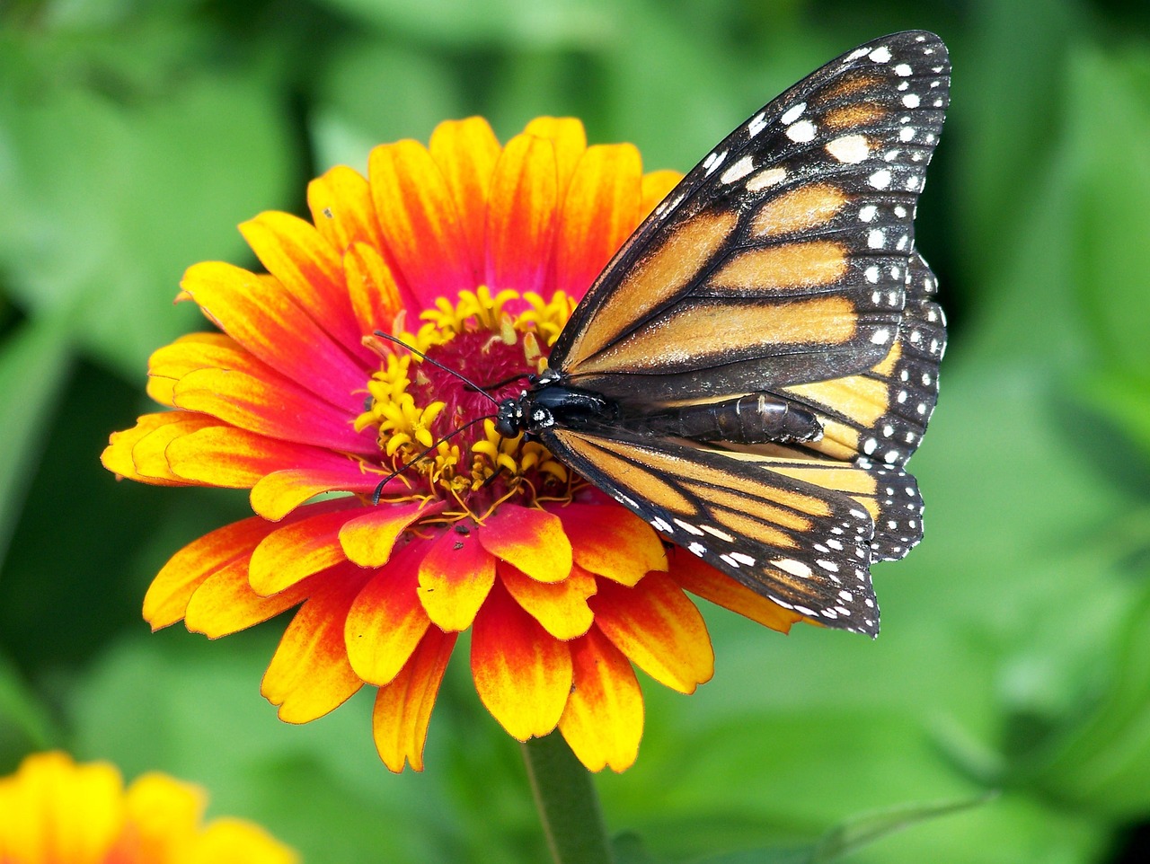 ¿Cómo se llama el gusano de la mariposa monarca?