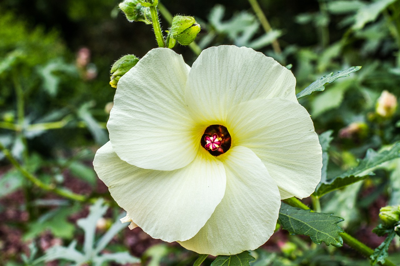 ¿Cuánto duran las flores del hibisco?