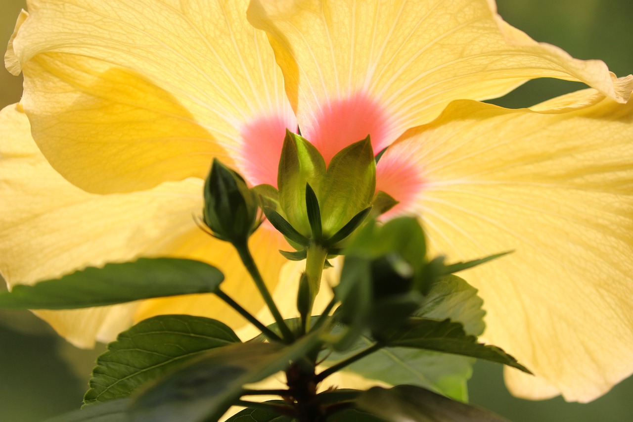 ¿Dónde se consigue el hibisco?