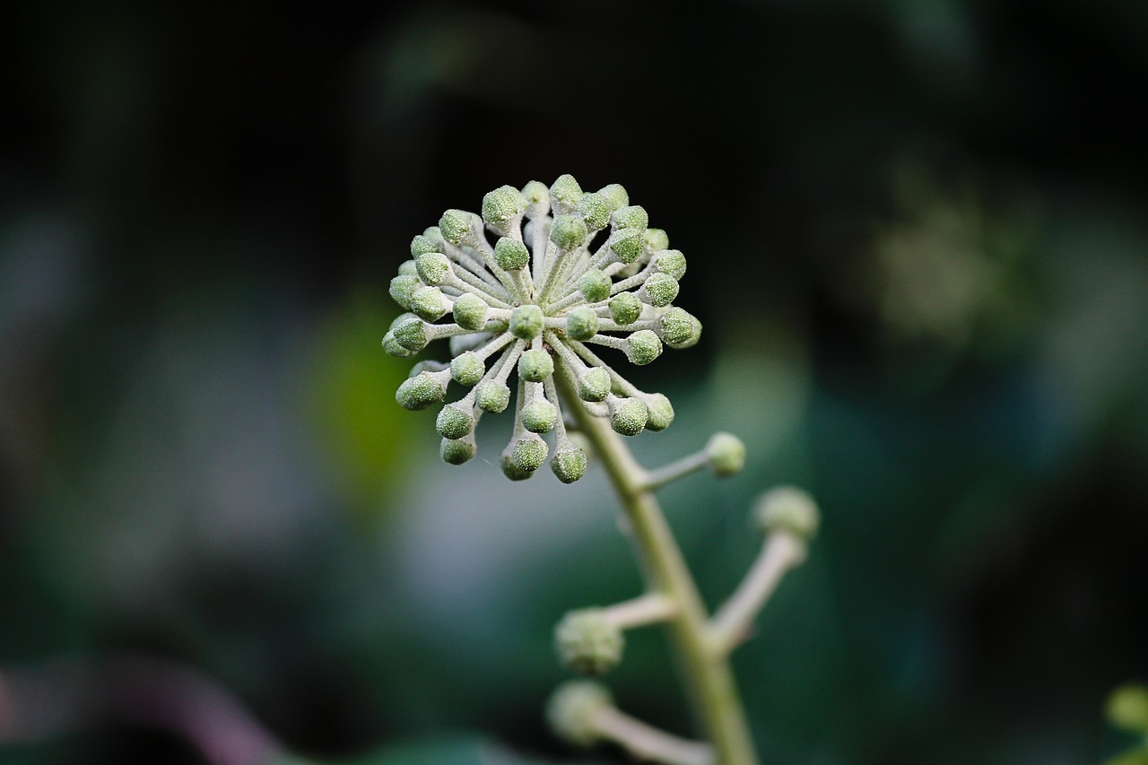 ¿Qué es el Hedera helix y para qué sirve?