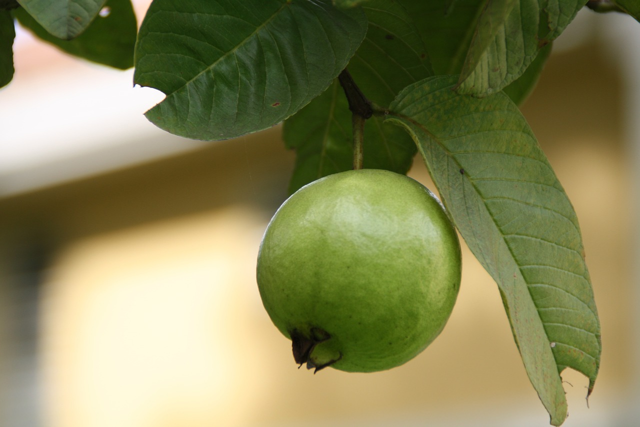¿Qué es la guayaba en España?