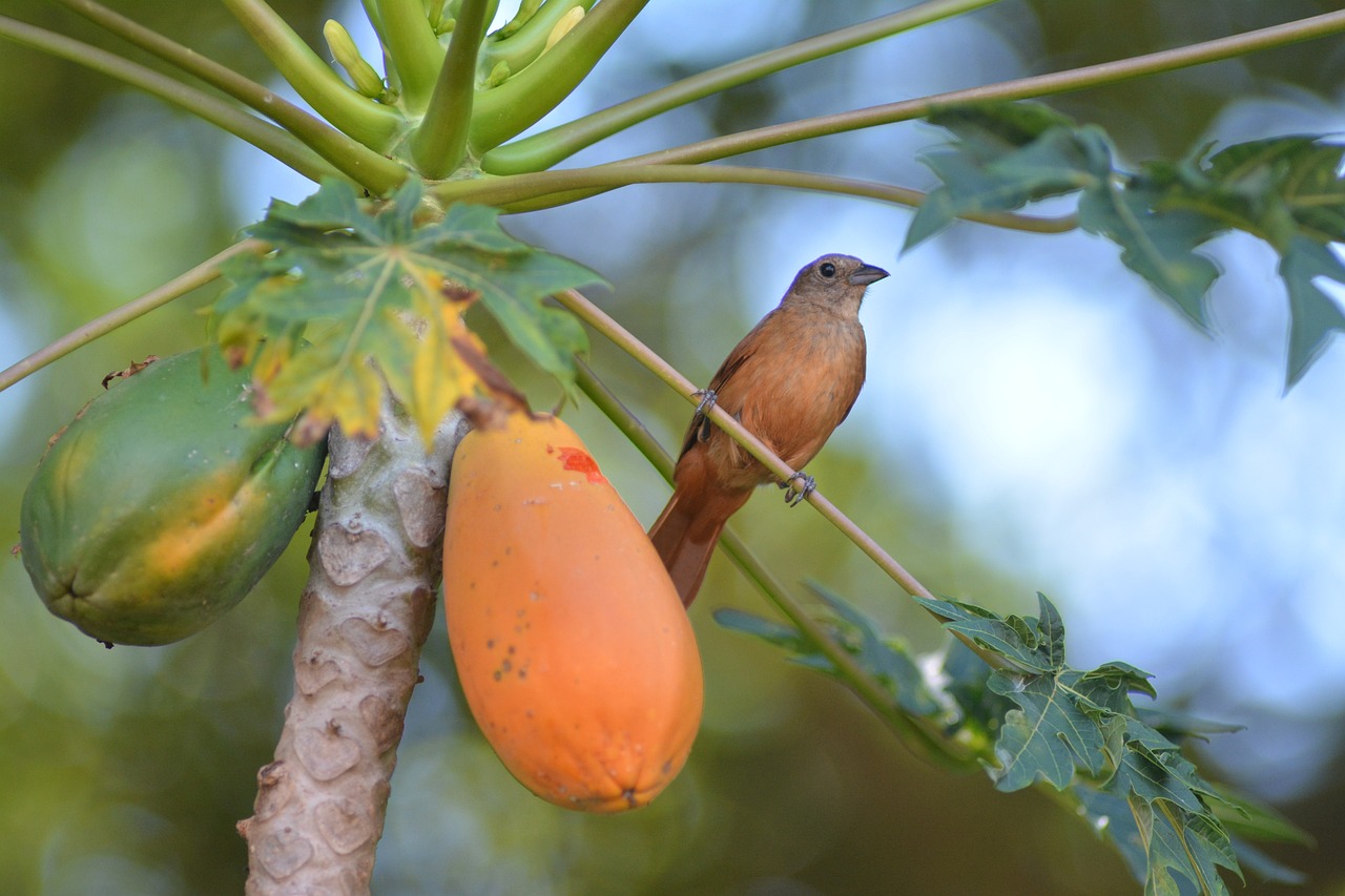 ¿Qué es la papaya cómo se come?