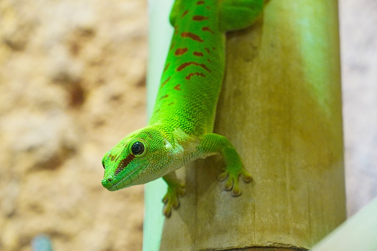 ¿Qué geckos se pueden tener en casa?