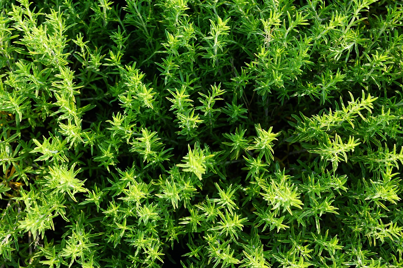 ¿Qué hierbas aromáticas hay?