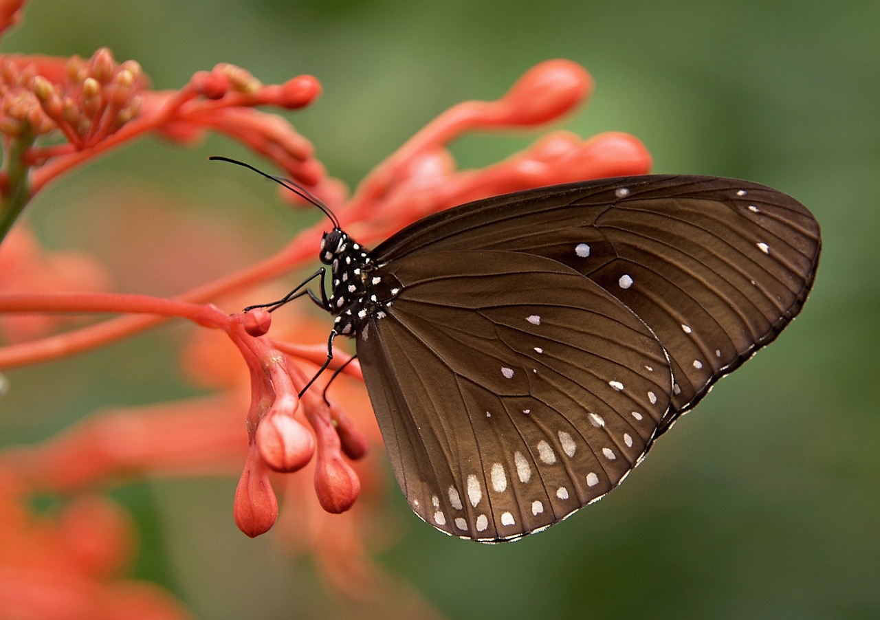 ¿Qué insectos ponen larvas?