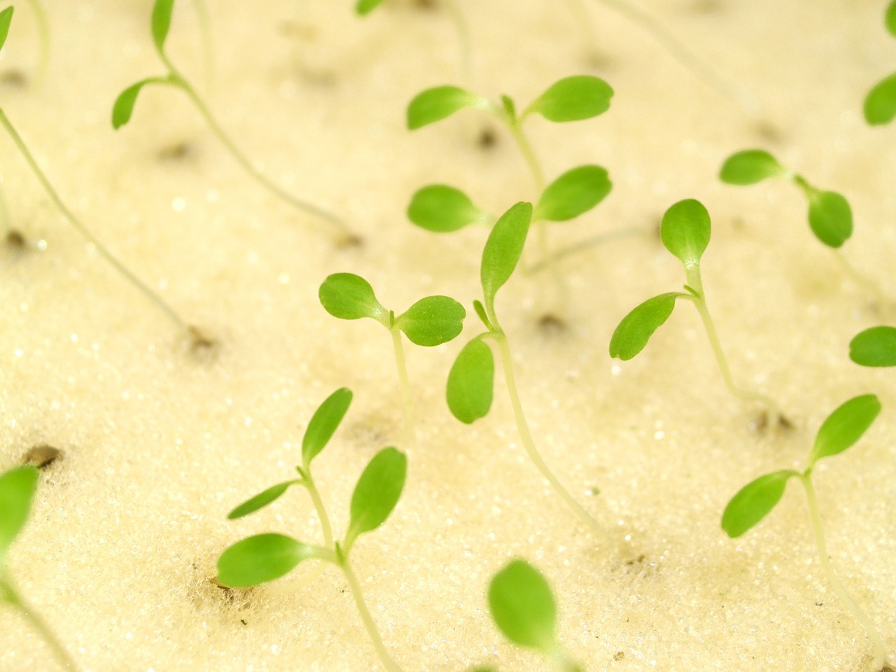 ¿Qué se necesita para hacer un cultivo hidropónico casero?