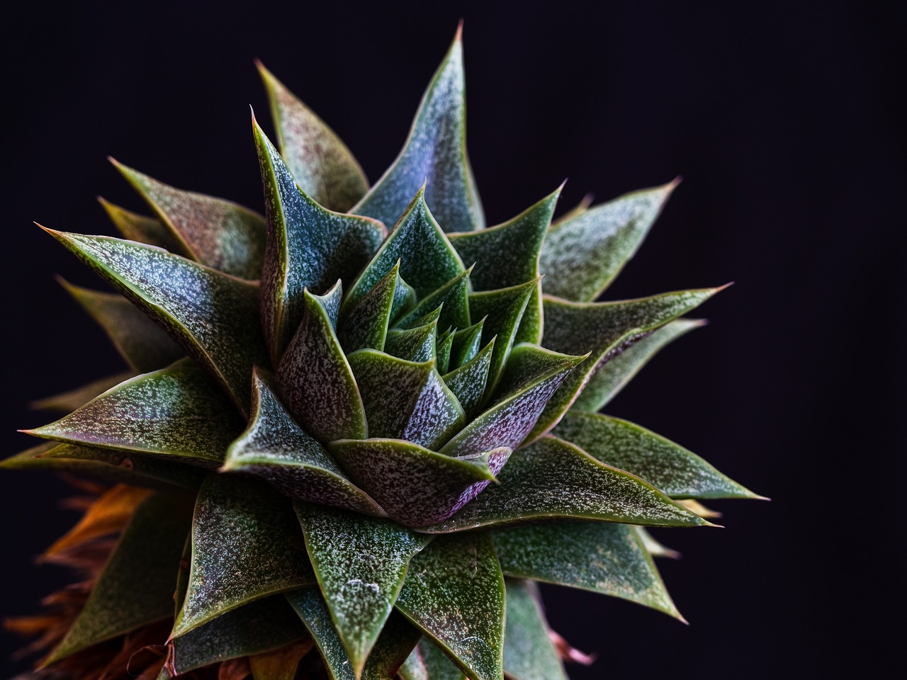 ¿Cómo cuidar la gasteria?