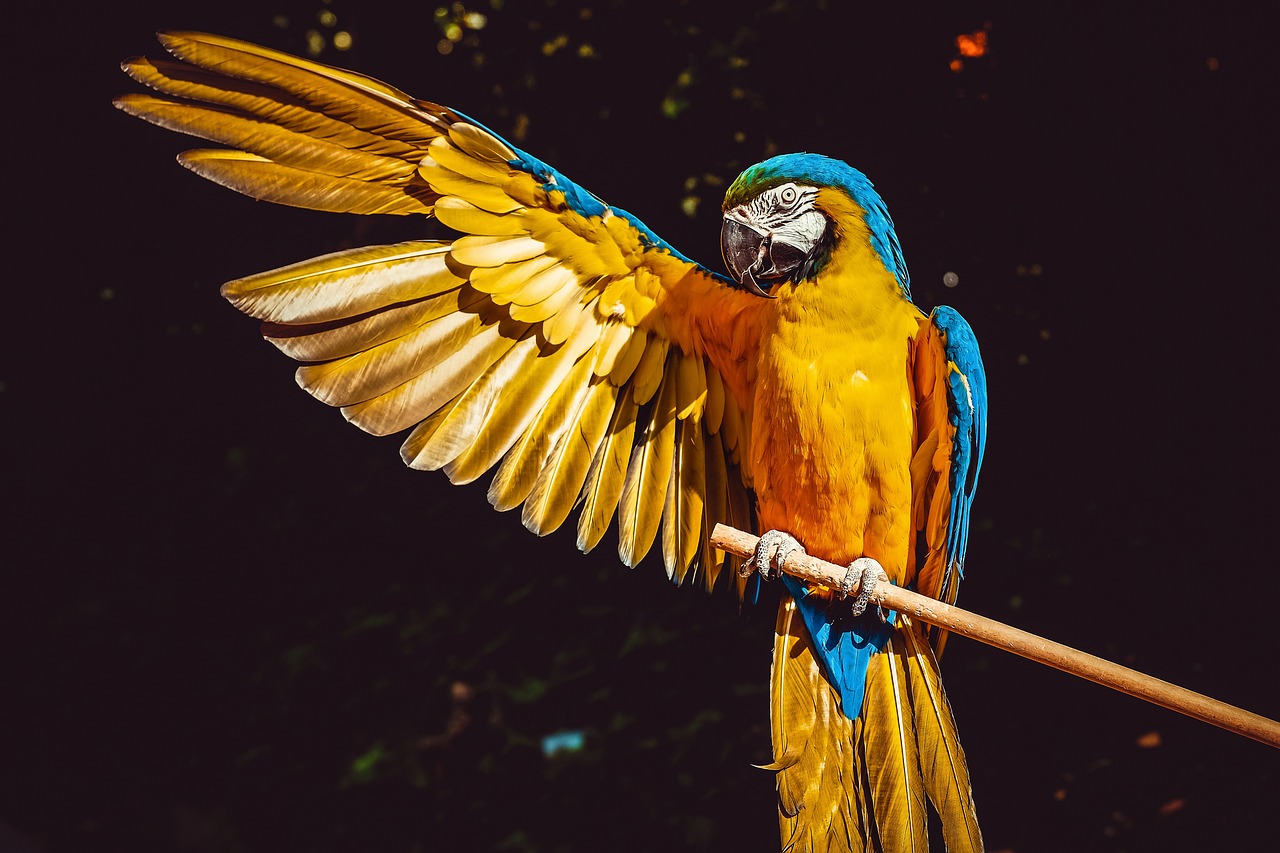 ¿Cómo describir una pluma?