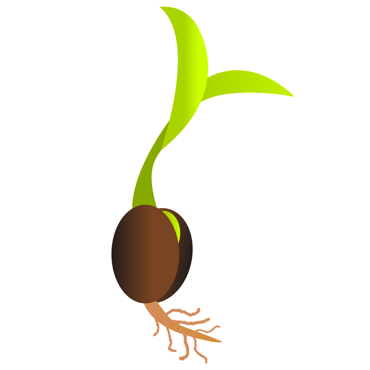 ¿Cuál es la diferencia entre germinar y sembrar?