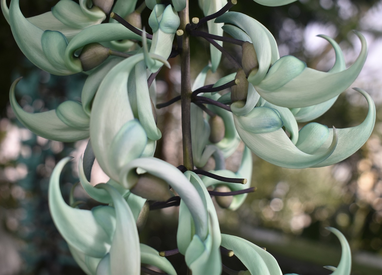 ¿Cuándo florece la planta de jade?
