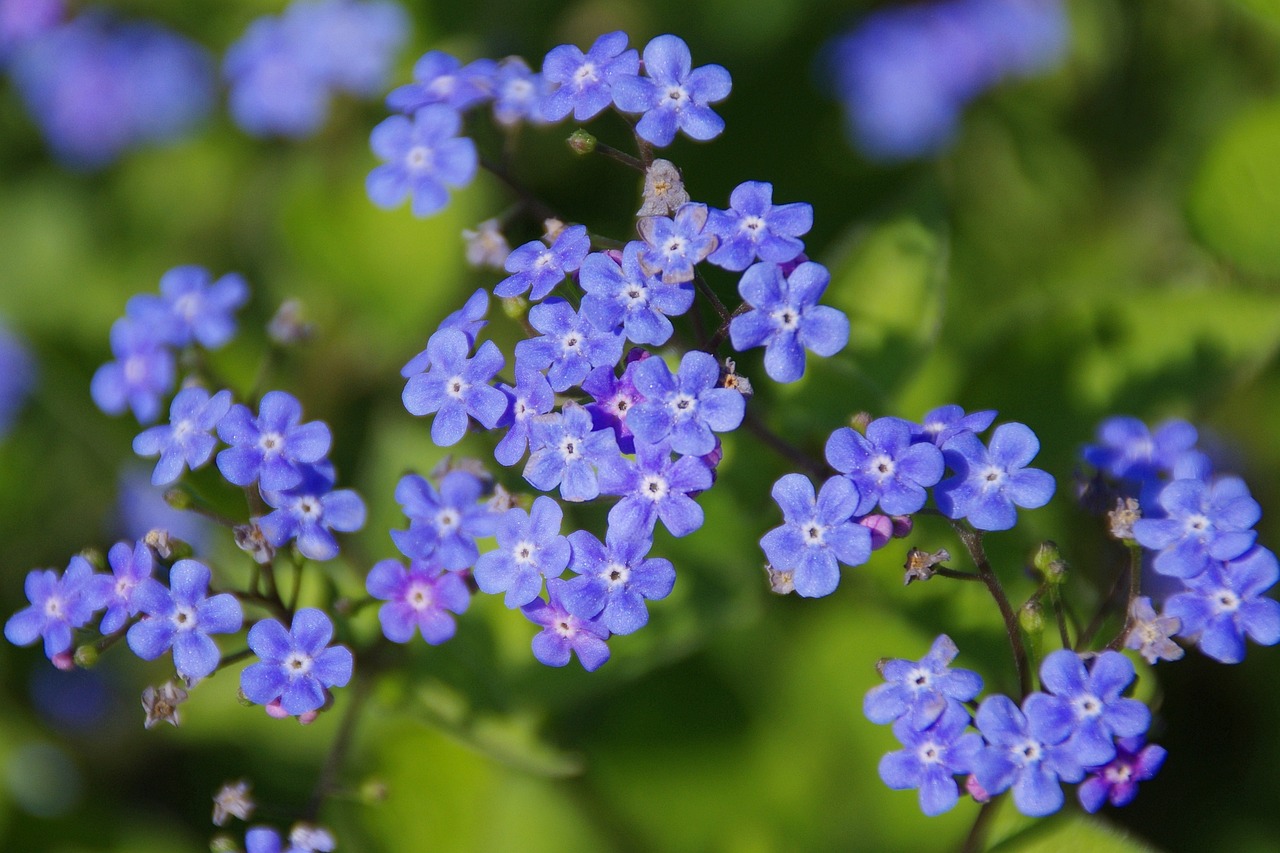 ¿Cuándo sale la flor del granado?