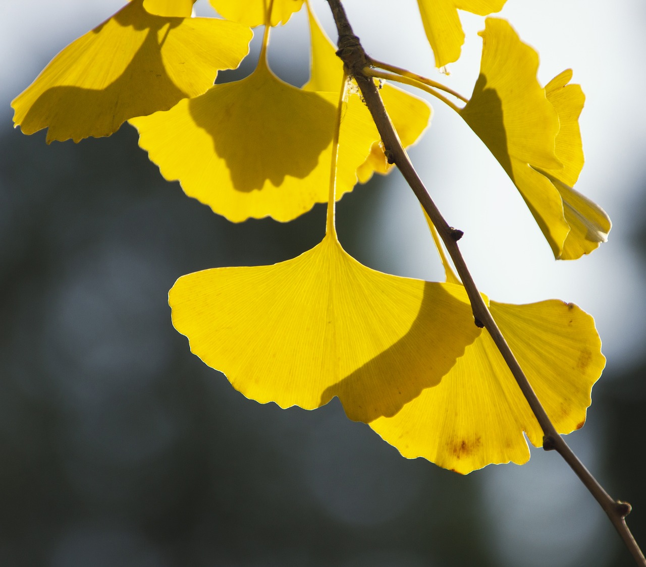 ¿Cuánto tarda en crecer un árbol de ginkgo biloba?