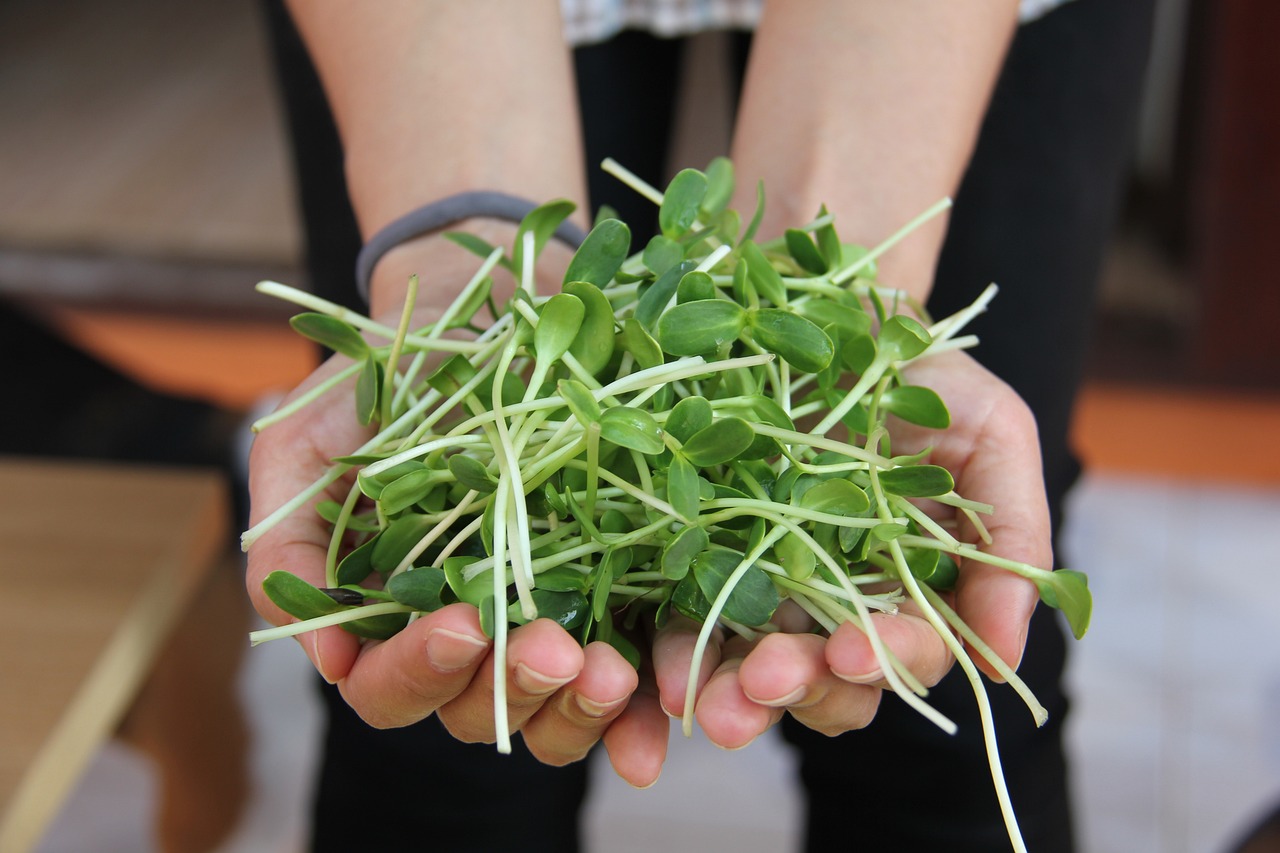 ¿Cómo hacer para germinar semilla de aguacate?