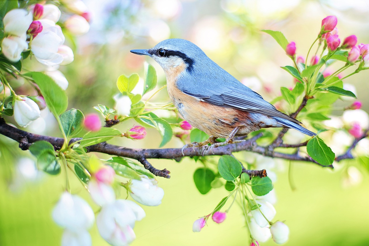 ¿Cómo hacer que los pájaros se vayan?