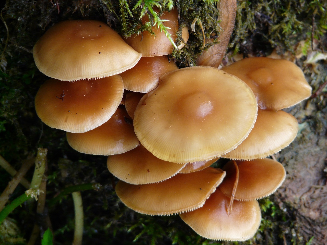 ¿Cómo hacer un enraizante natural super potente?
