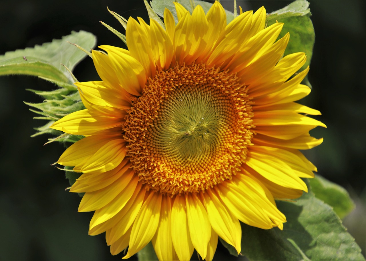 ¿Cuál es la flor del mes de julio?