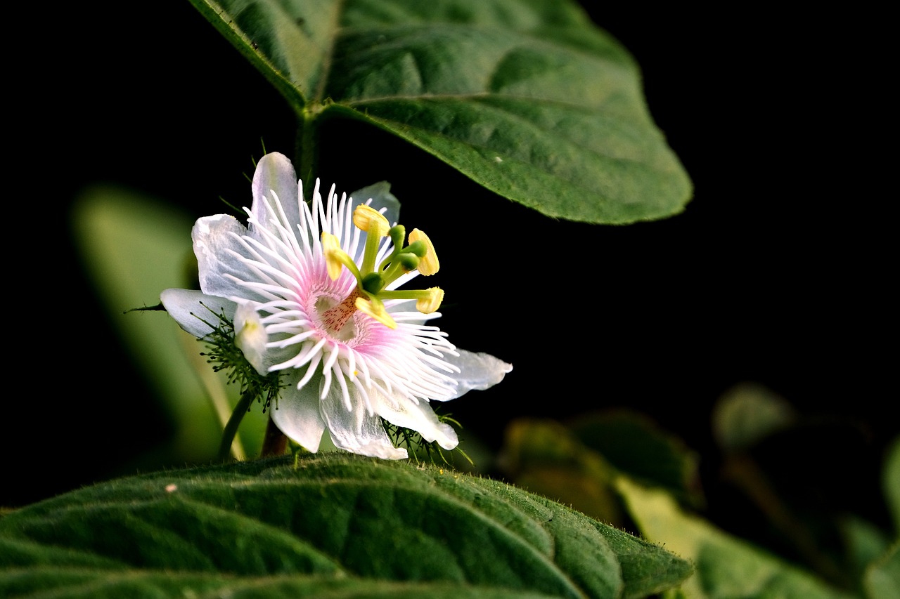 ¿Qué fruta da la flor de la pasión?