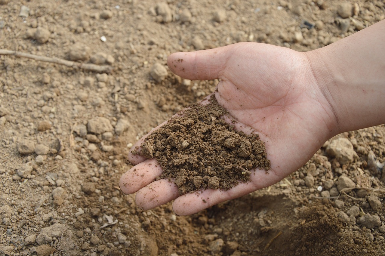 ¿Qué gusanos sirven para el compost?