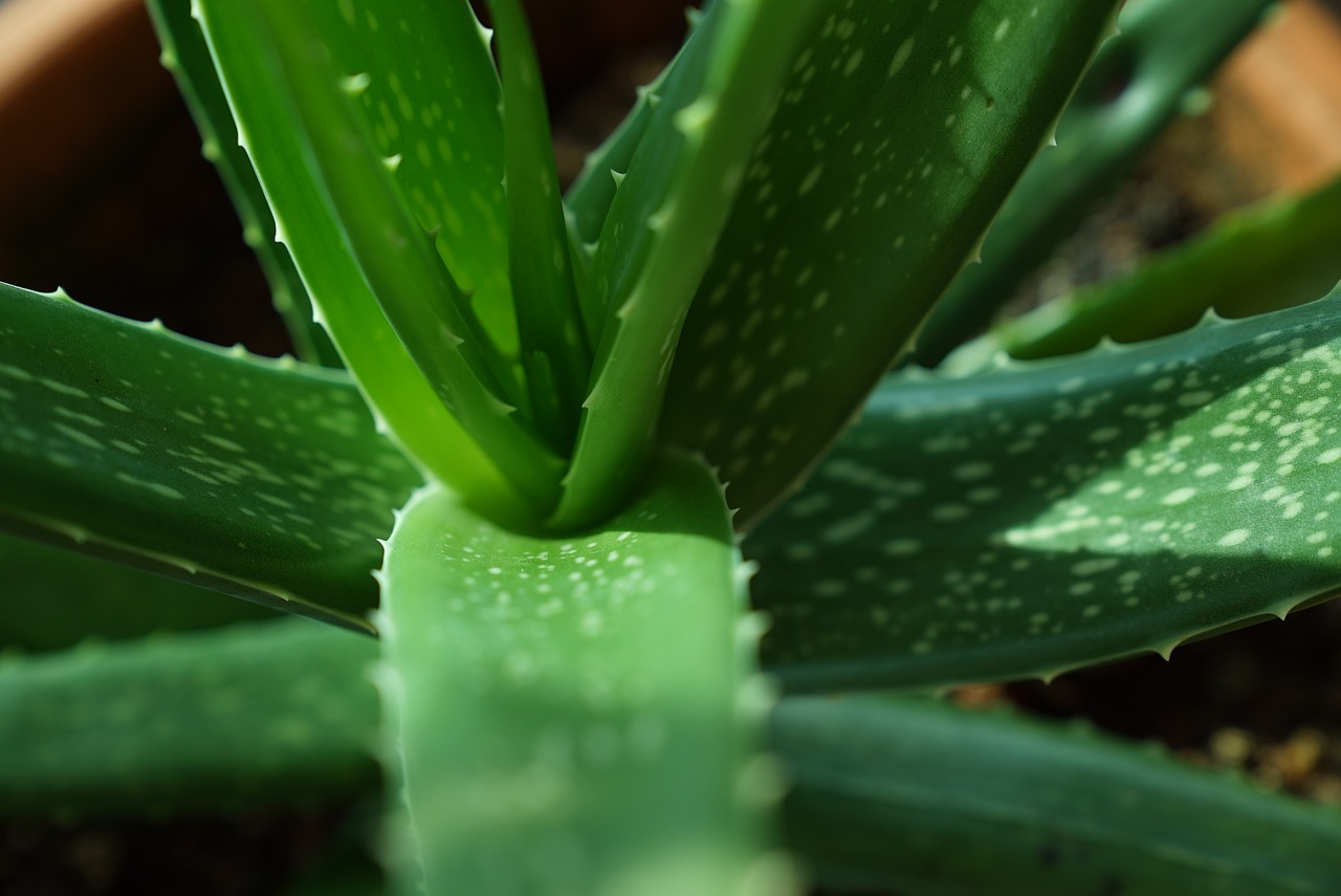 ¿Qué se puede hacer con la flor de aloe vera?