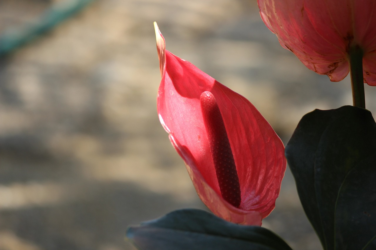 ¿Qué significa cuándo florece la cuna de Moisés?