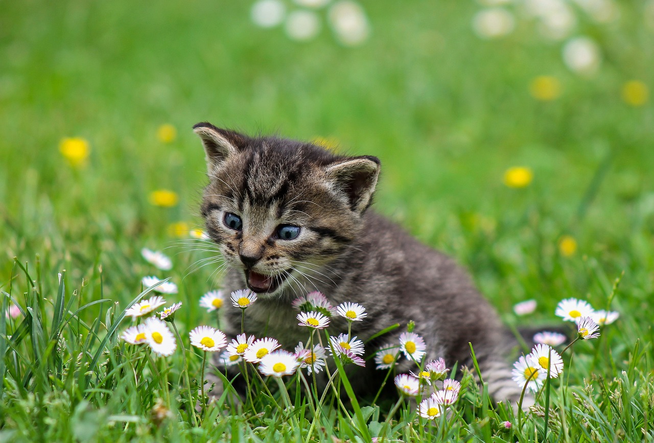 ¿Cómo hacer que un gato no se escape?