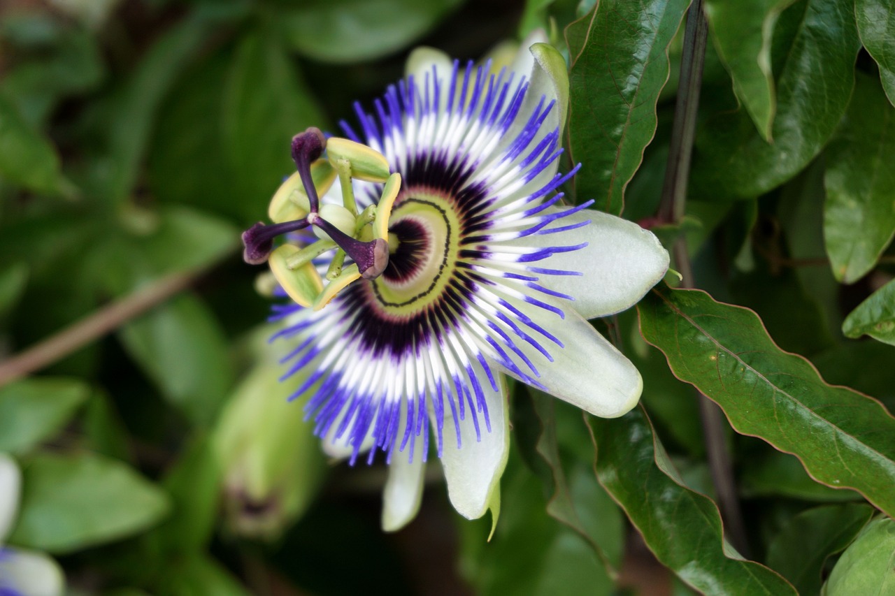 ¿Cómo se cuida la pasiflora?