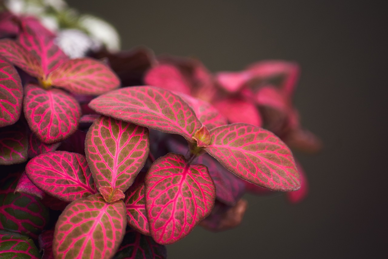 ¿Cómo se cuida la planta de Fittonia?