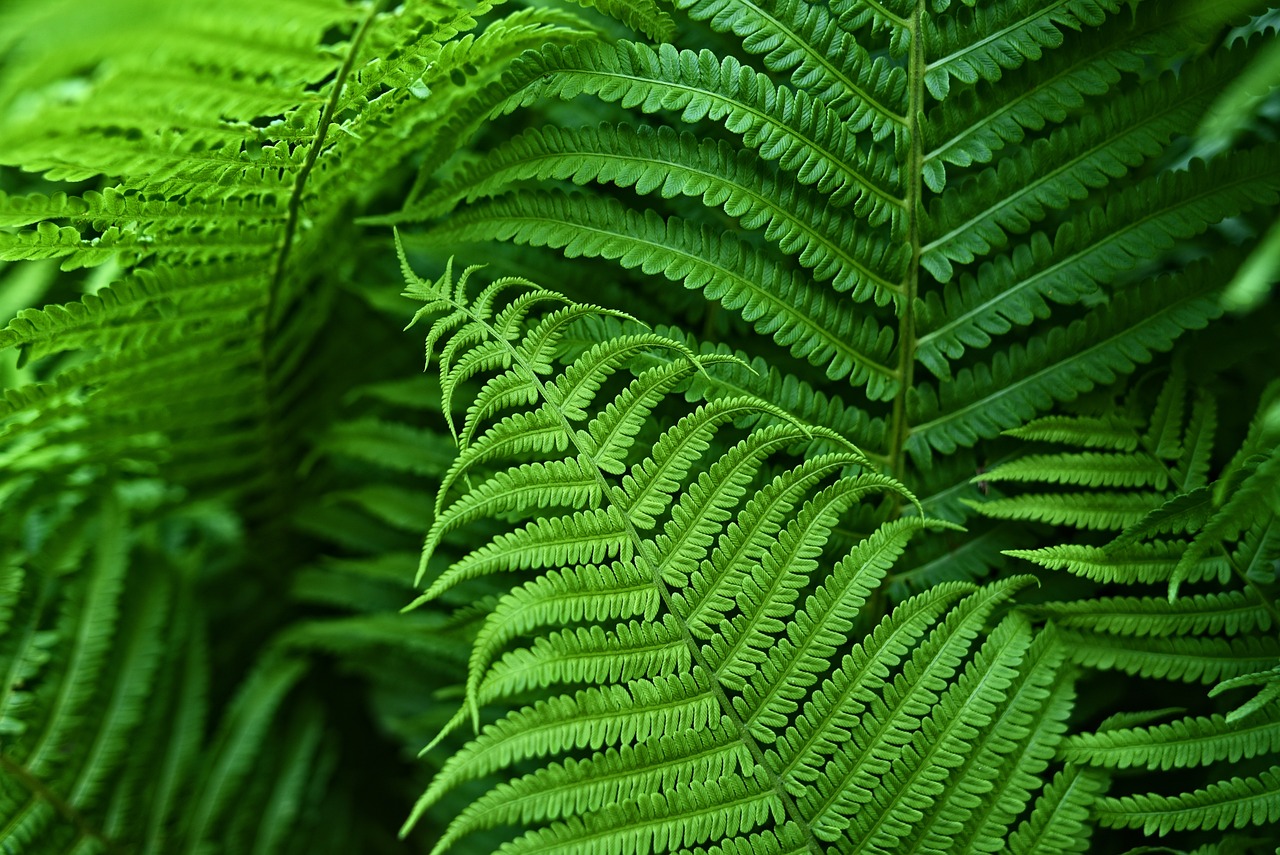 ¿Cuál es el mejor fertilizante para las flores?